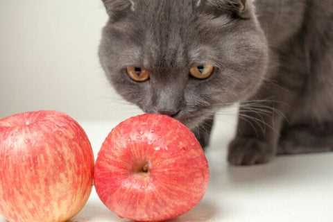 Potential Risks of Feeding Apples to Cats