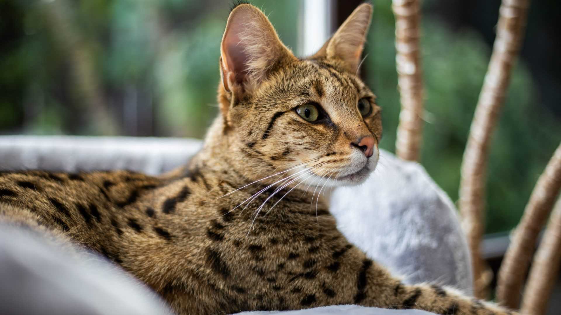Assessing Health Risks Associated with Ashera Cats