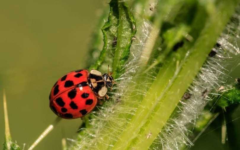 Common Habitats