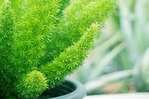 Preventing Cat Exposure to Asparagus Ferns