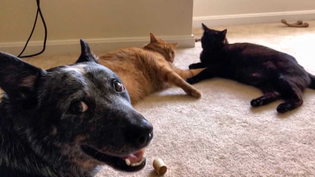 Tips for Introducing Australian Cattle Dogs to Cats