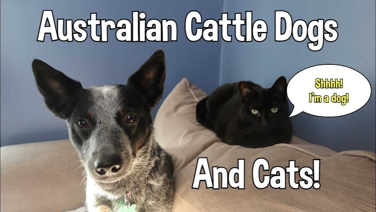 Understanding the Temperament of Australian Cattle Dogs
