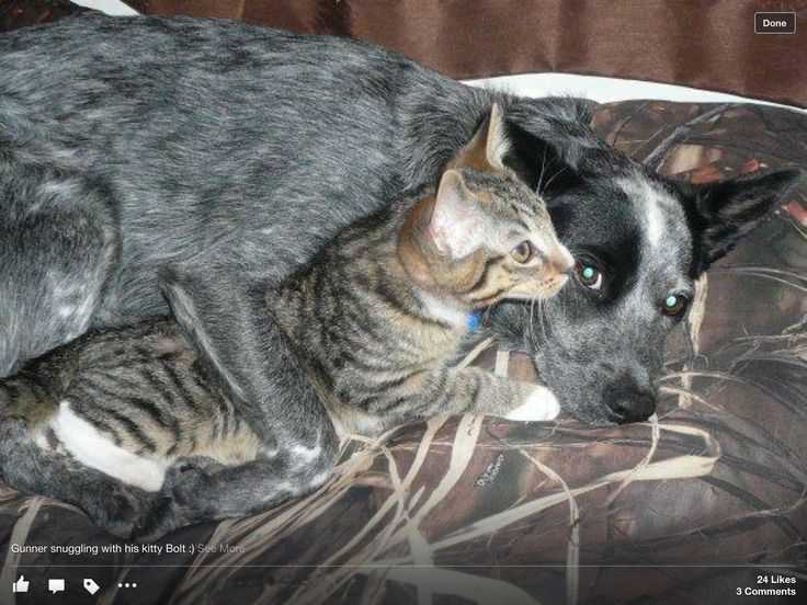 Observing Behavior