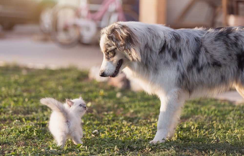 Signs of a Positive Relationship Between Dogs and Cats
