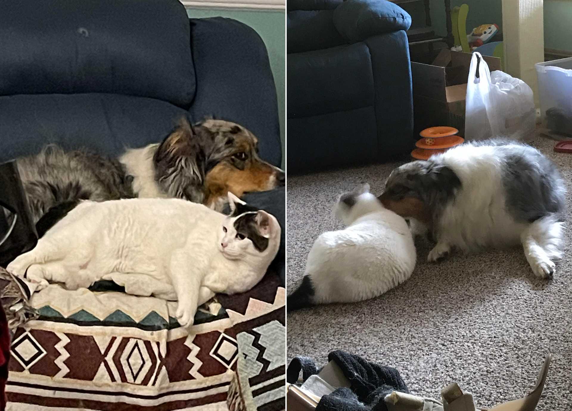 How to Introduce an Australian Shepherd to a Cat