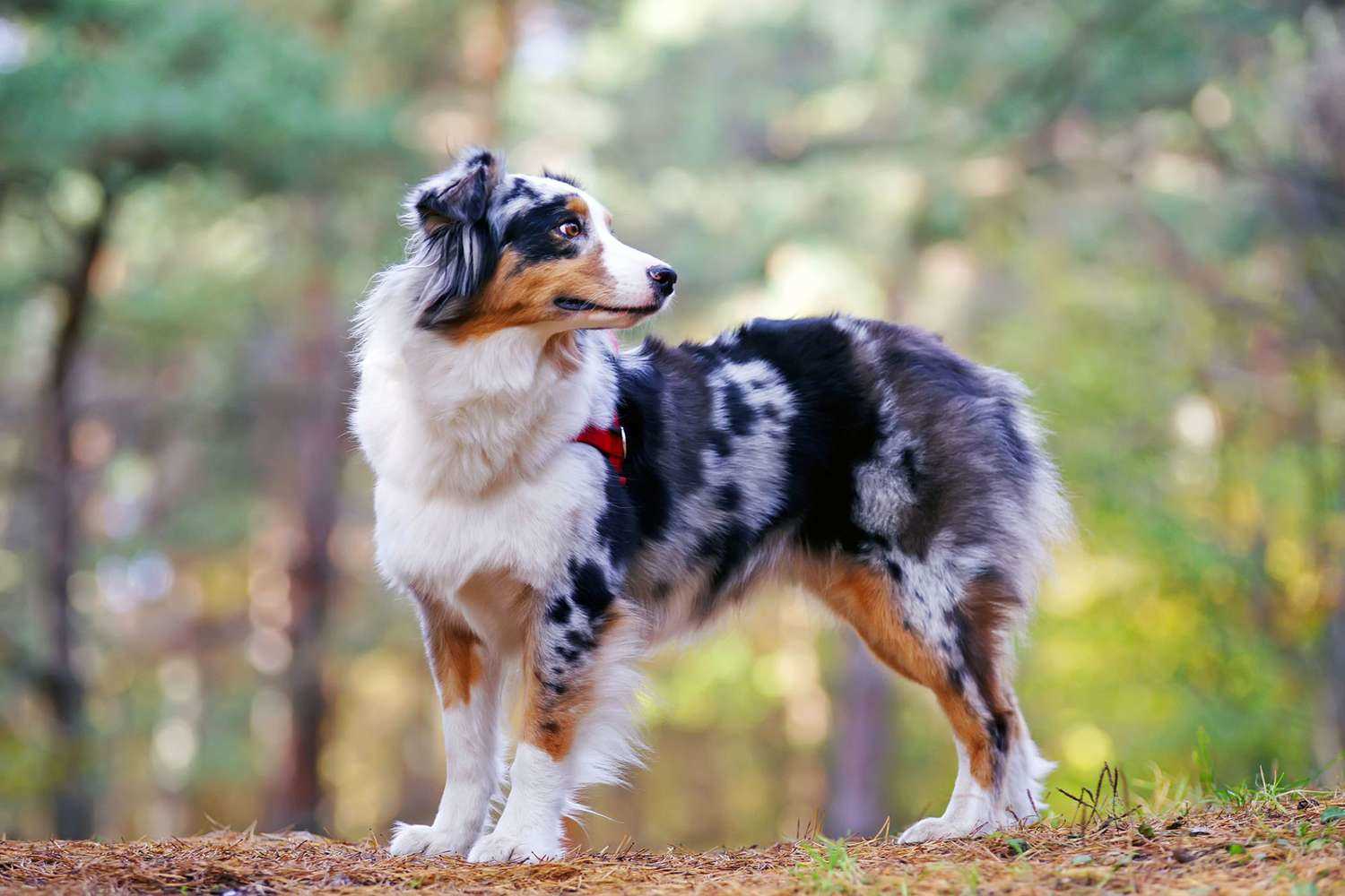 Compatibility of Australian Canines and Felines