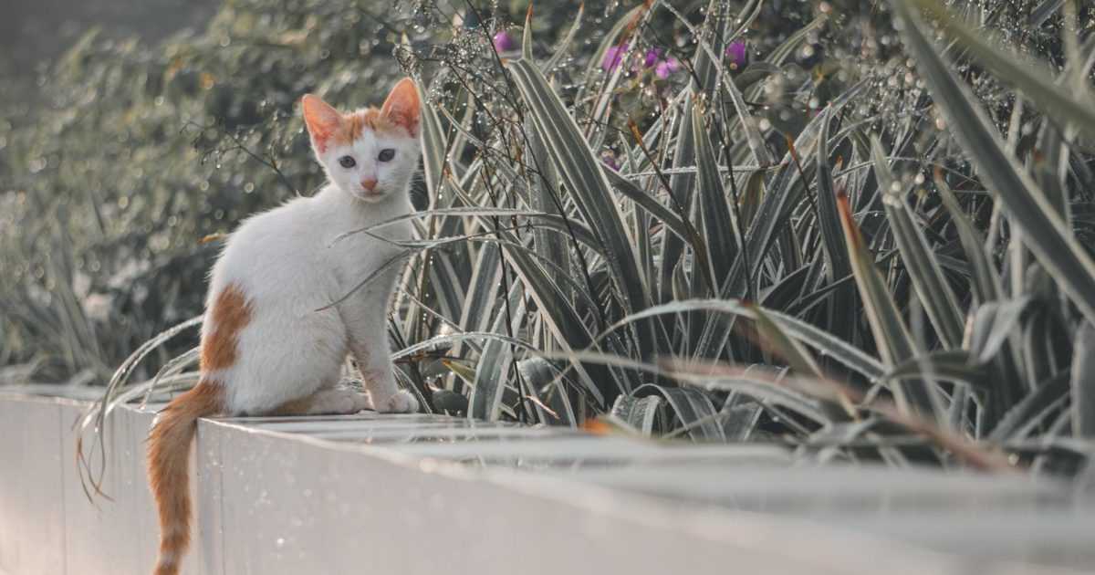 Immediate Actions to Take if Your Feline Friend Ingests Toxic Shrubs
