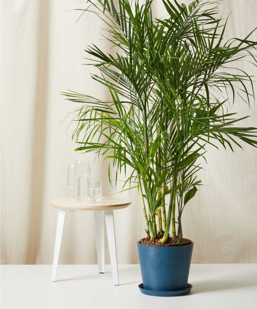 Preventing Cats from Chewing on Bamboo Plants