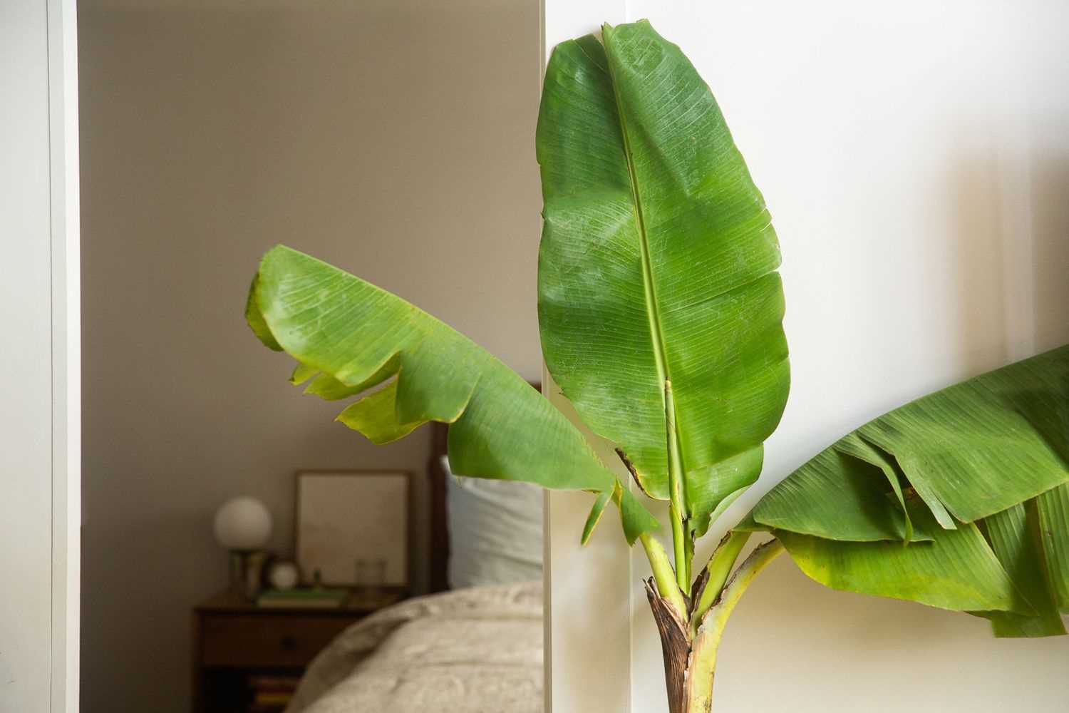 Symptoms of Banana Plant Poisoning in Cats
