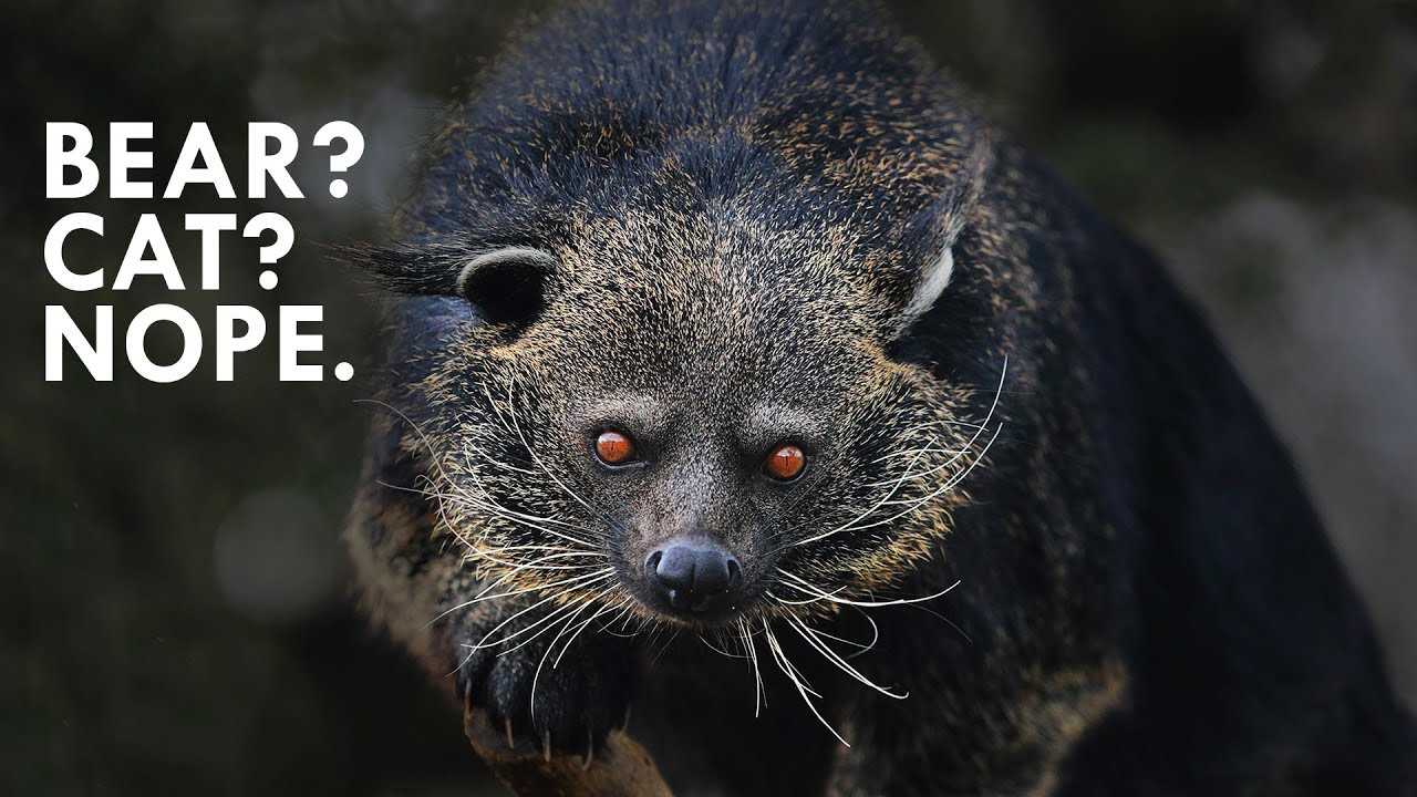 Understanding the Taxonomy of Bears and Cats