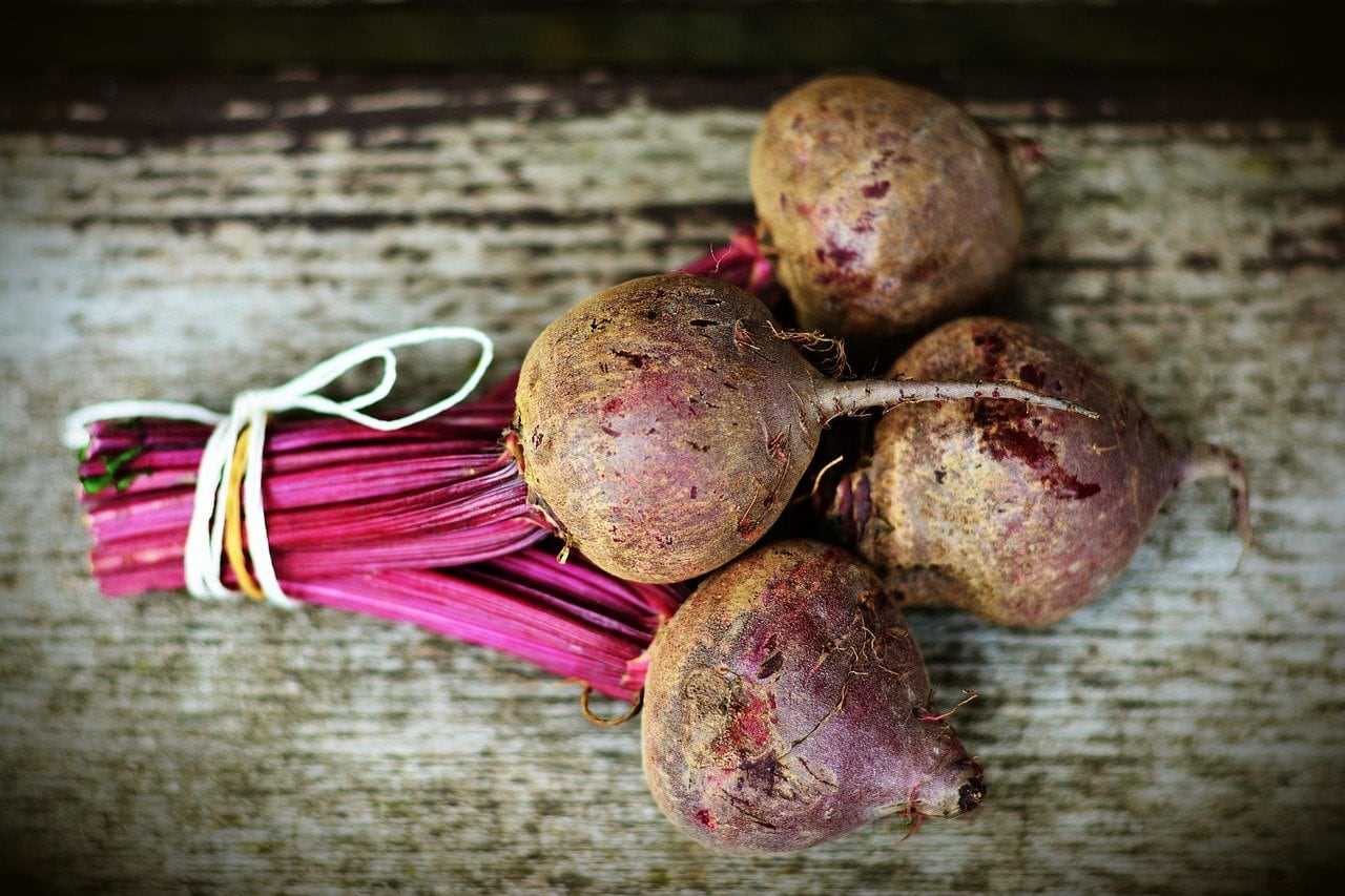Nutritional Content of Beets and Its Impact on Cats