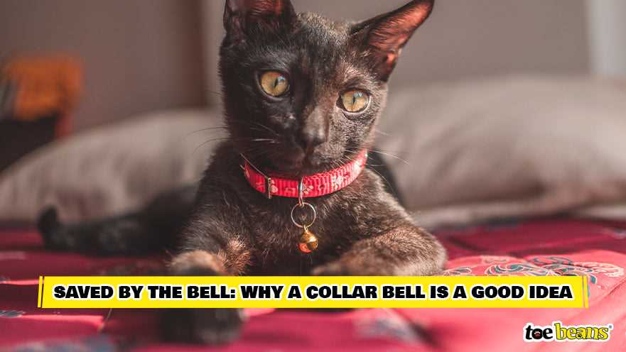 Alternatives to Bell Collars for Pet Safety