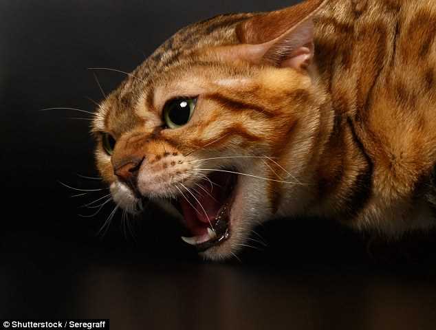 Factors Influencing Aggression in Bengal Cats