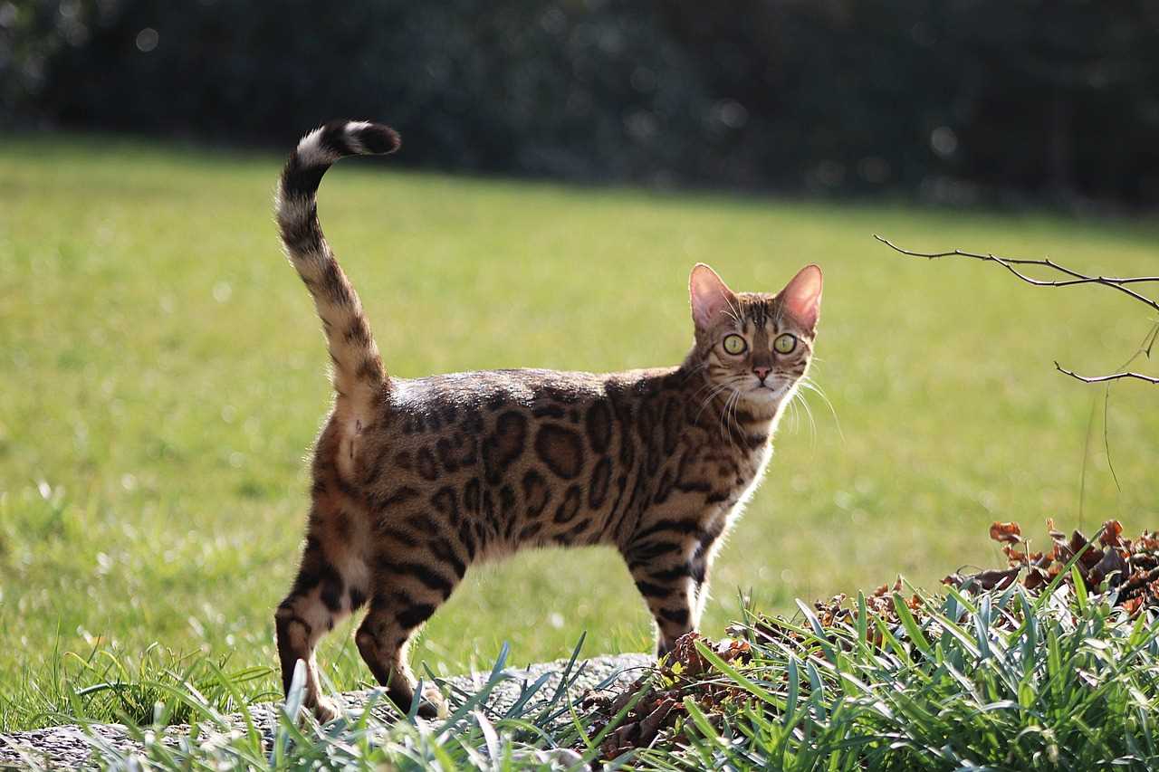 Training Techniques to Manage Bengal Cat Aggression