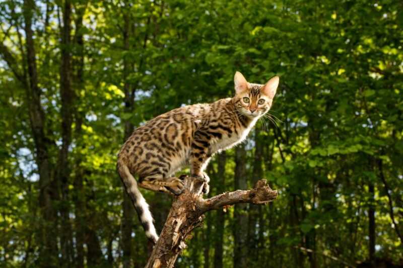 Understanding Bengal Cat Behavior in Domestic Settings