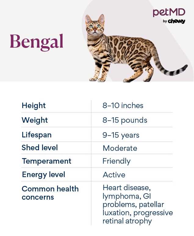 Tips for Socializing Your Bengal Feline