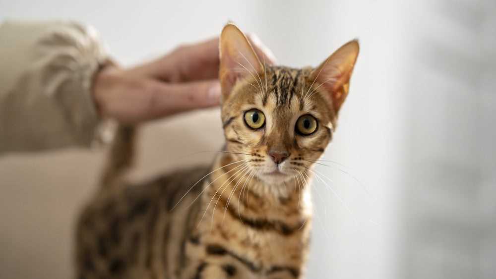 Exploring Health Issues and Veterinary Care
