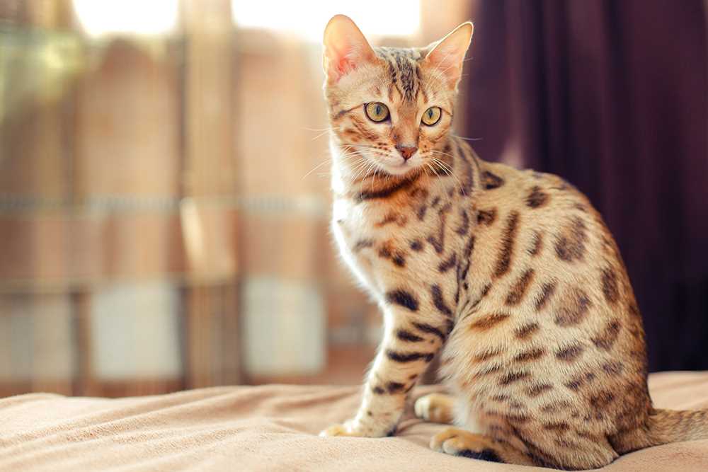 Microchipping and Identification