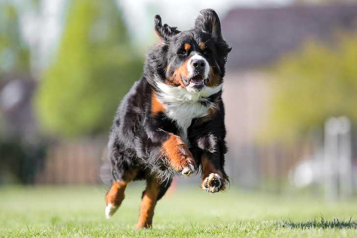 Tips for Introducing Bernese Mountain Dogs to Cats