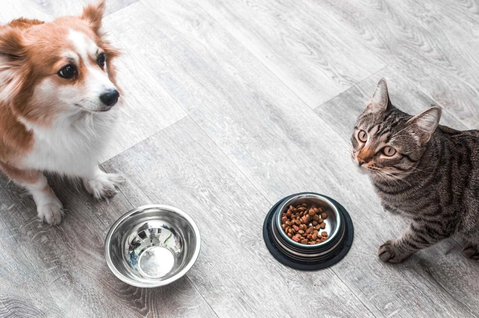 Signs Your Dog May Have Ingested Cat Treats