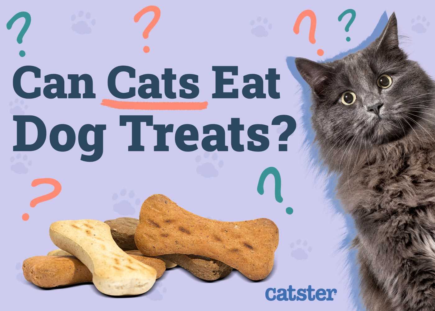Nutritional Differences Between Feline and Canine Snacks