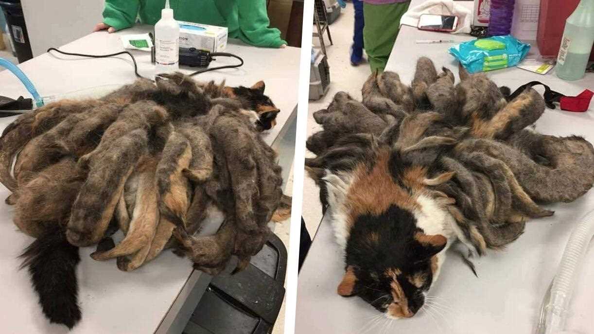 Are Felines Truly Pristine?