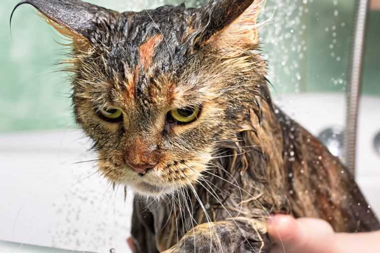 Common Misconceptions About Cat Hygiene
