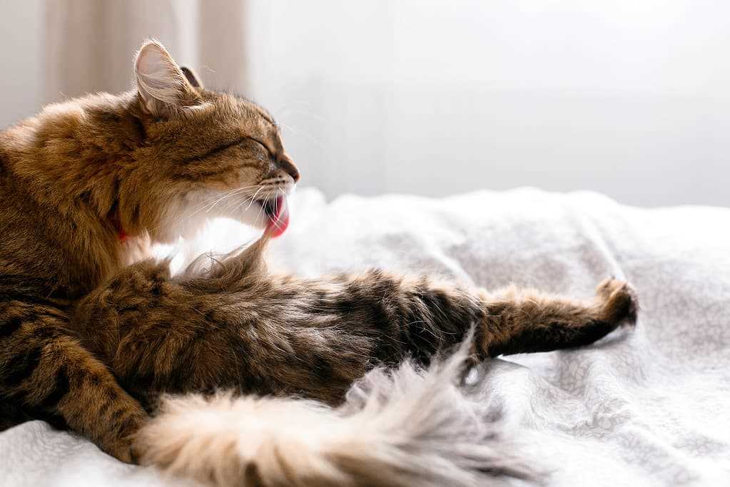 Signs of Poor Hygiene in Felines