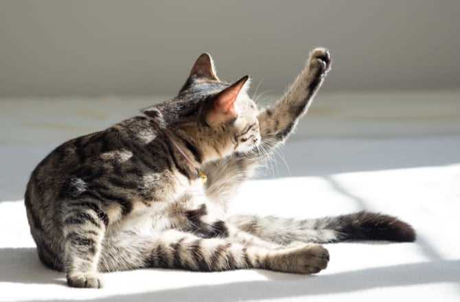 Not All Are Picky About Litter Boxes