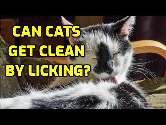 The Role of Self-Grooming in Feline Hygiene
