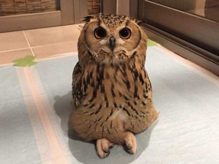 Analyzing the Sensory Perception in Owls and Cats