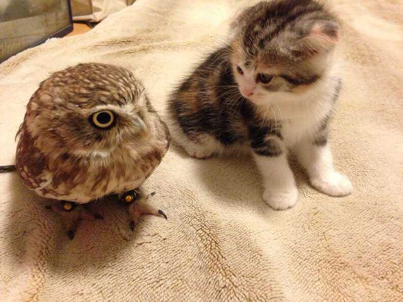 Exploring the Habitat Preferences of Nocturnal Birds and Felines