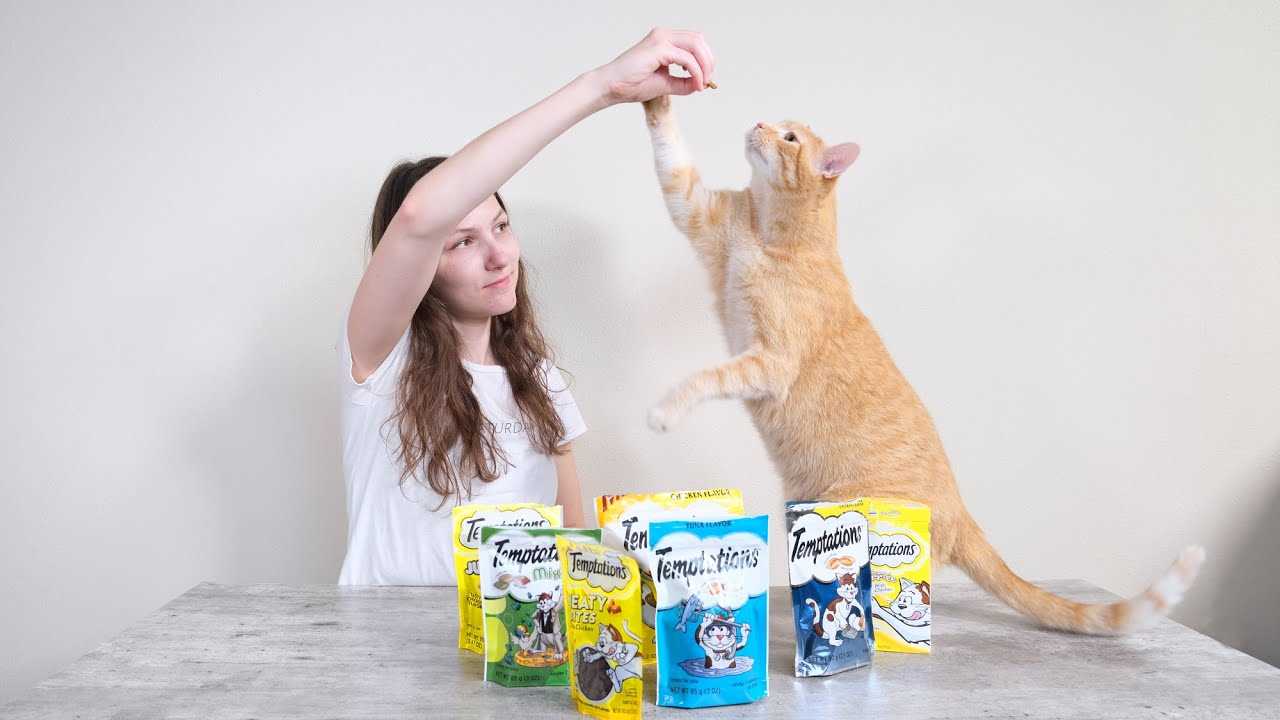 How to Introduce Temptations to Your Feline Friend