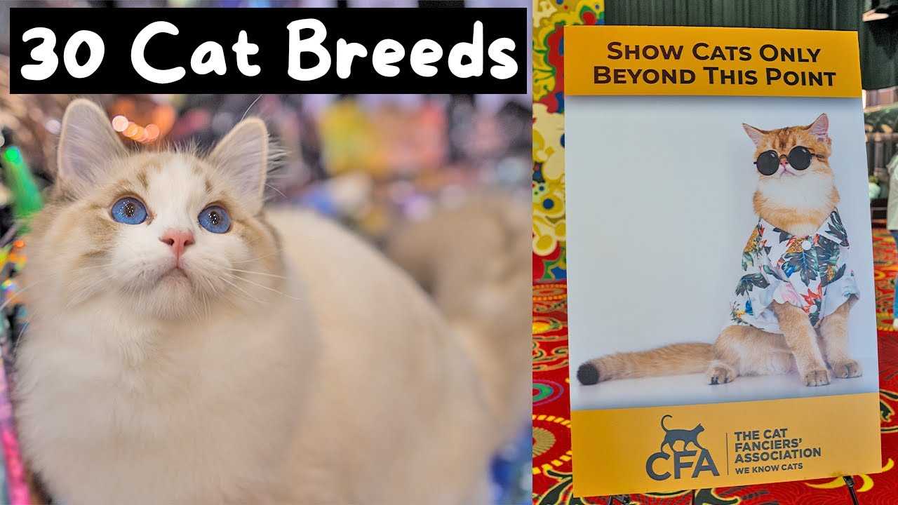 Judging Criteria: How Cats Are Evaluated in Competitions