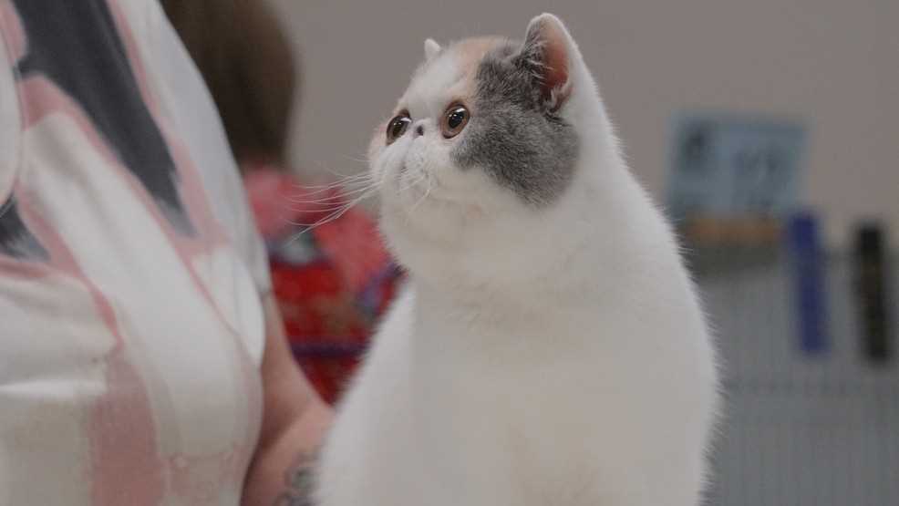 Preparing Your Feline for a Competition: Tips and Best Practices
