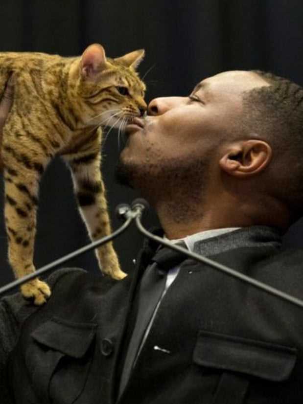 Attending a Cat Show: What to Expect and How to Participate