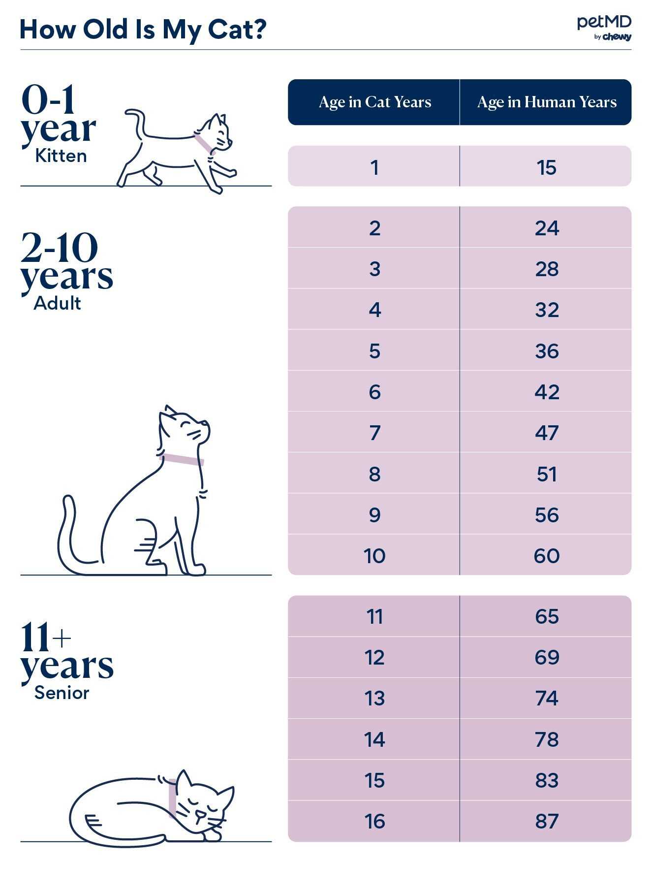Tips for Caring for Senior Felines