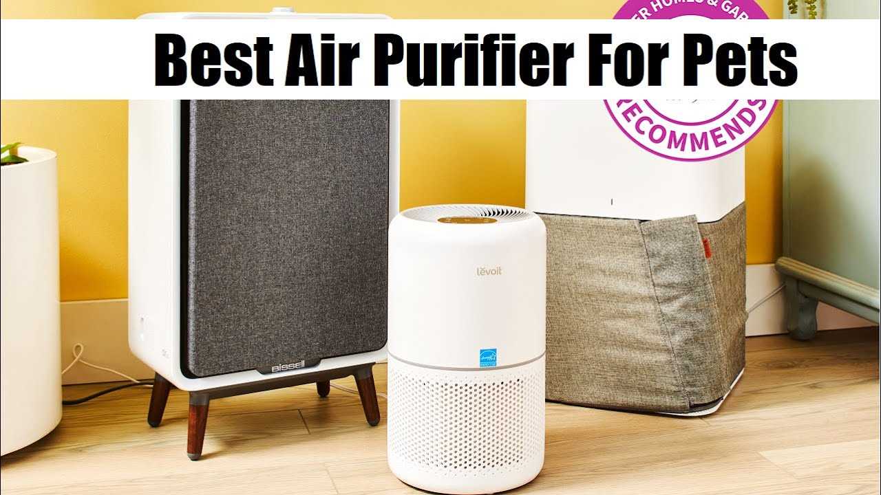 Best air purifier for cats