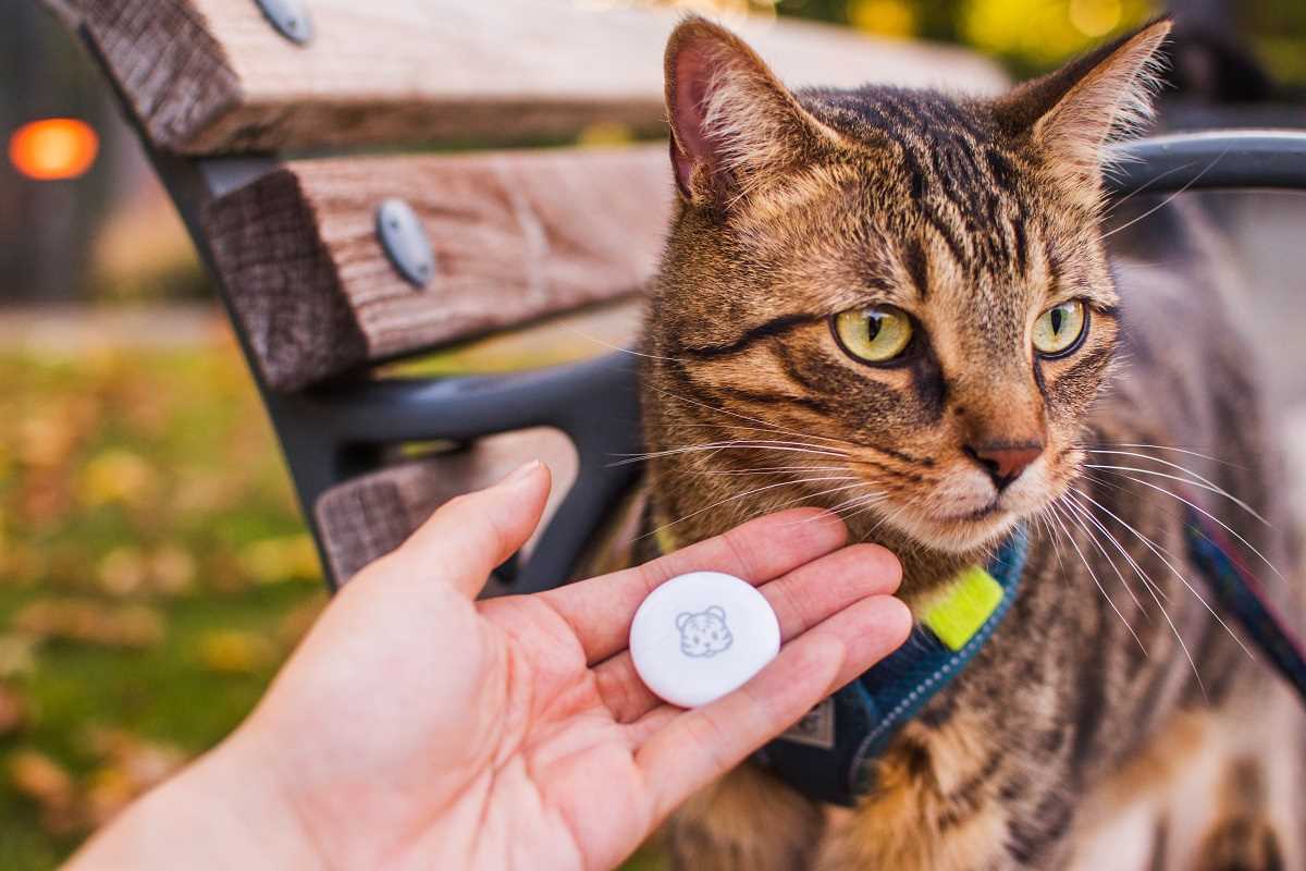 Best airtag collar for cats