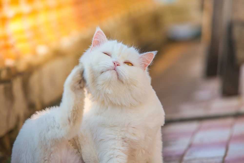 Best allergy pills for cats