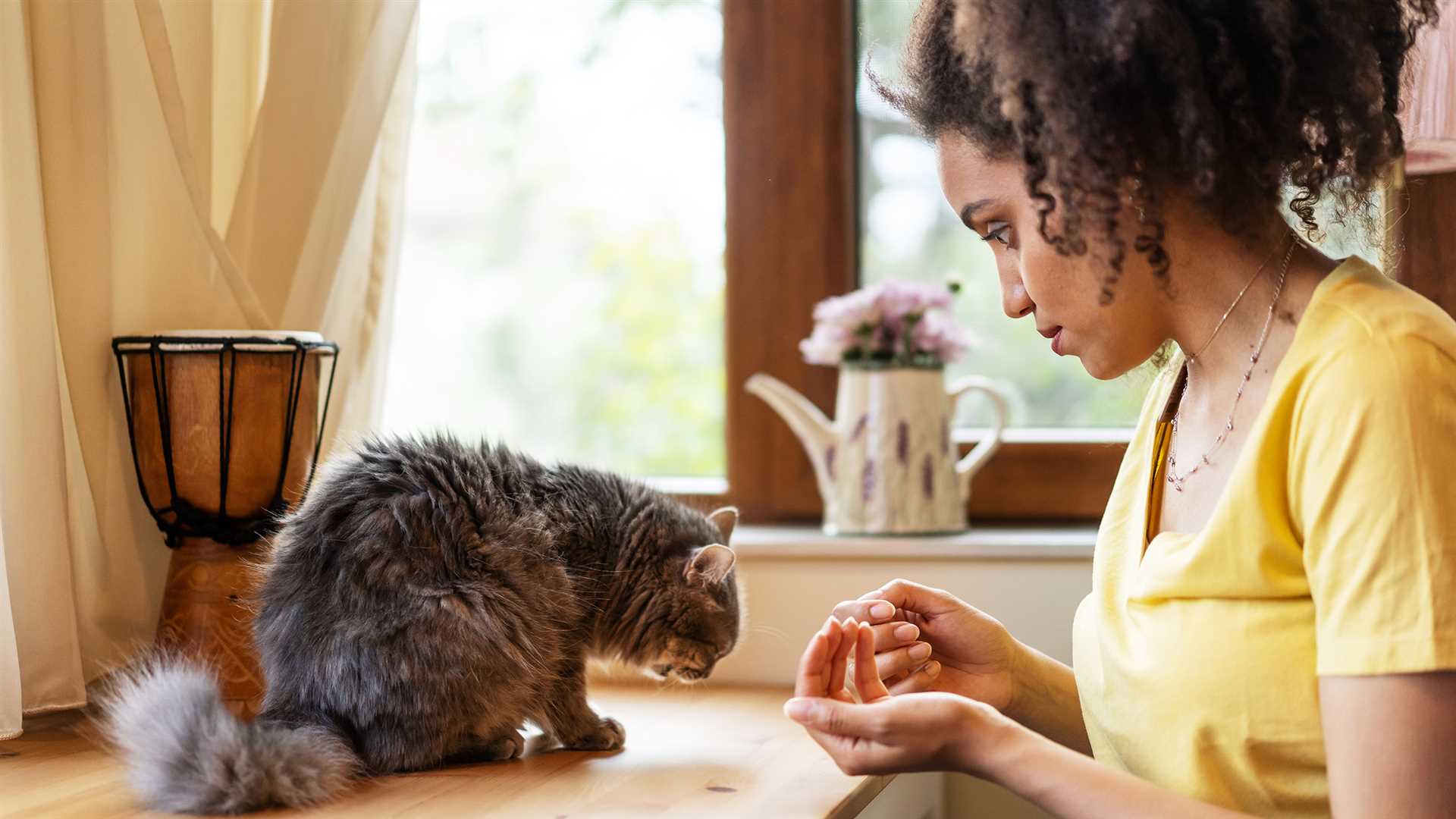 Best anti inflammatory for cats