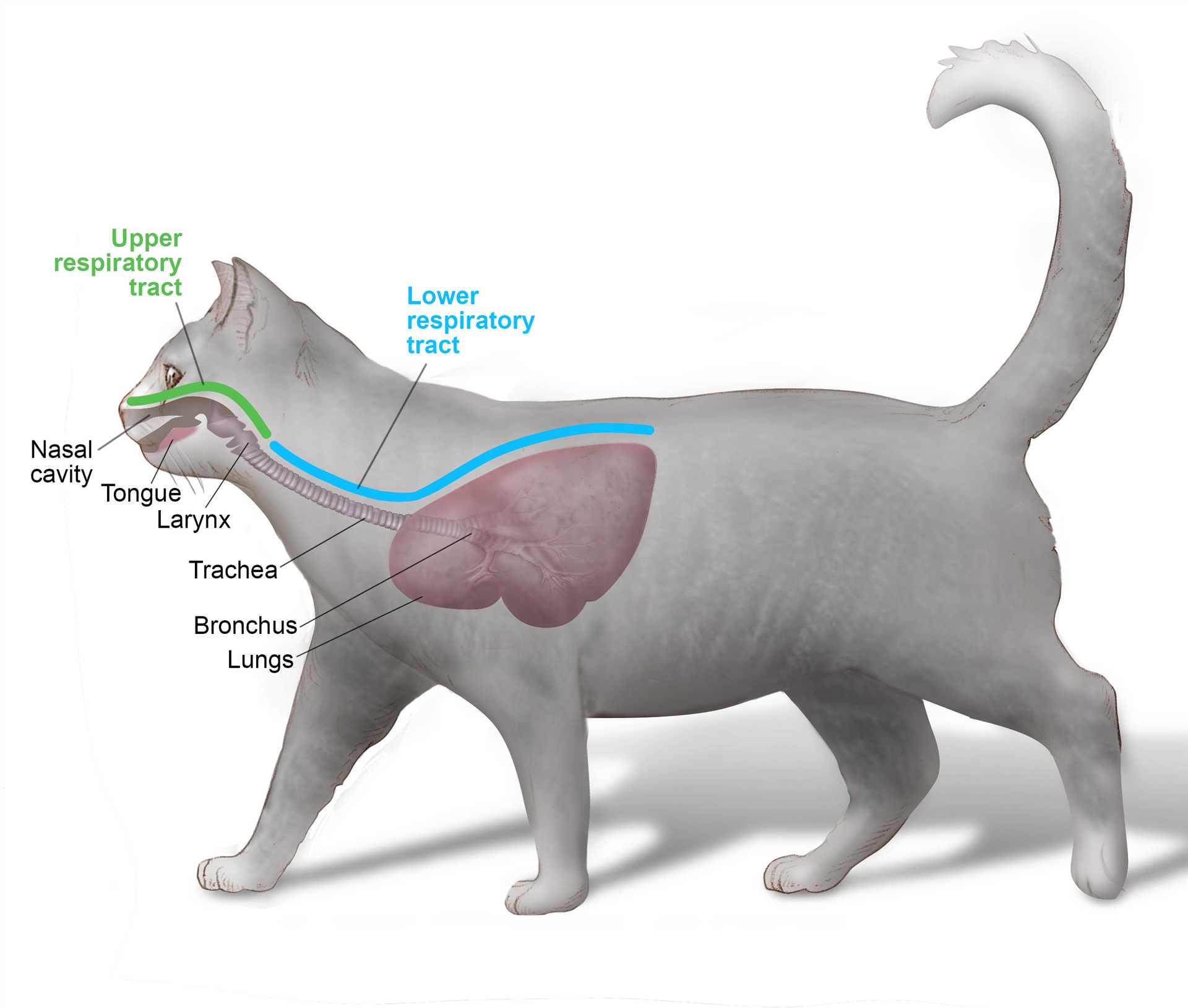 Best antibiotic for cats with upper respiratory infection