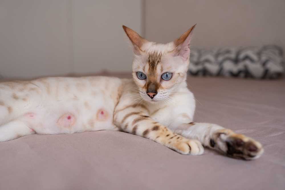 Best antibiotic for mastitis in cats