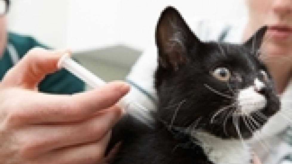 Best antibiotic for pyometra in cats