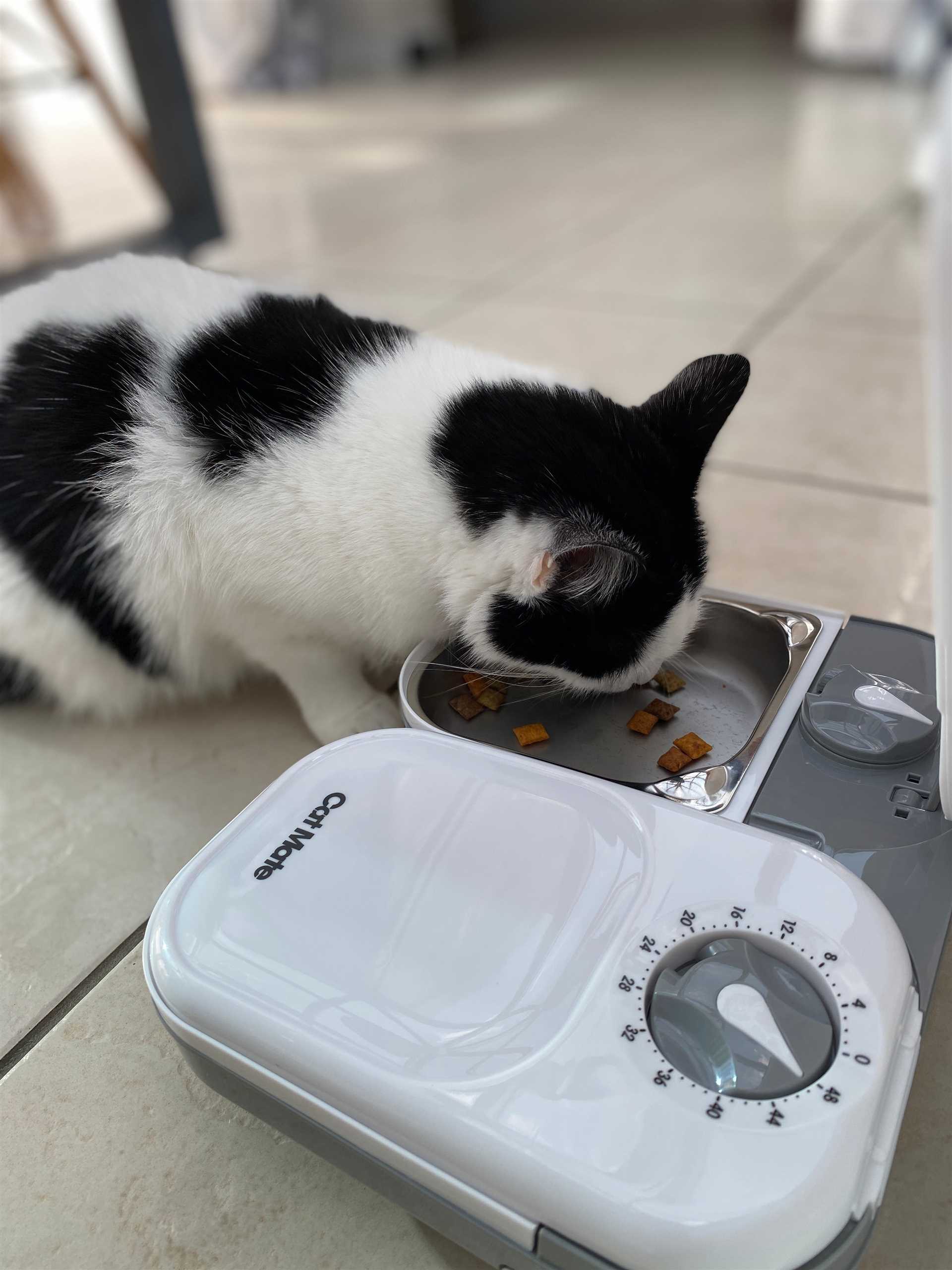 Best auto feeder for 2 cats