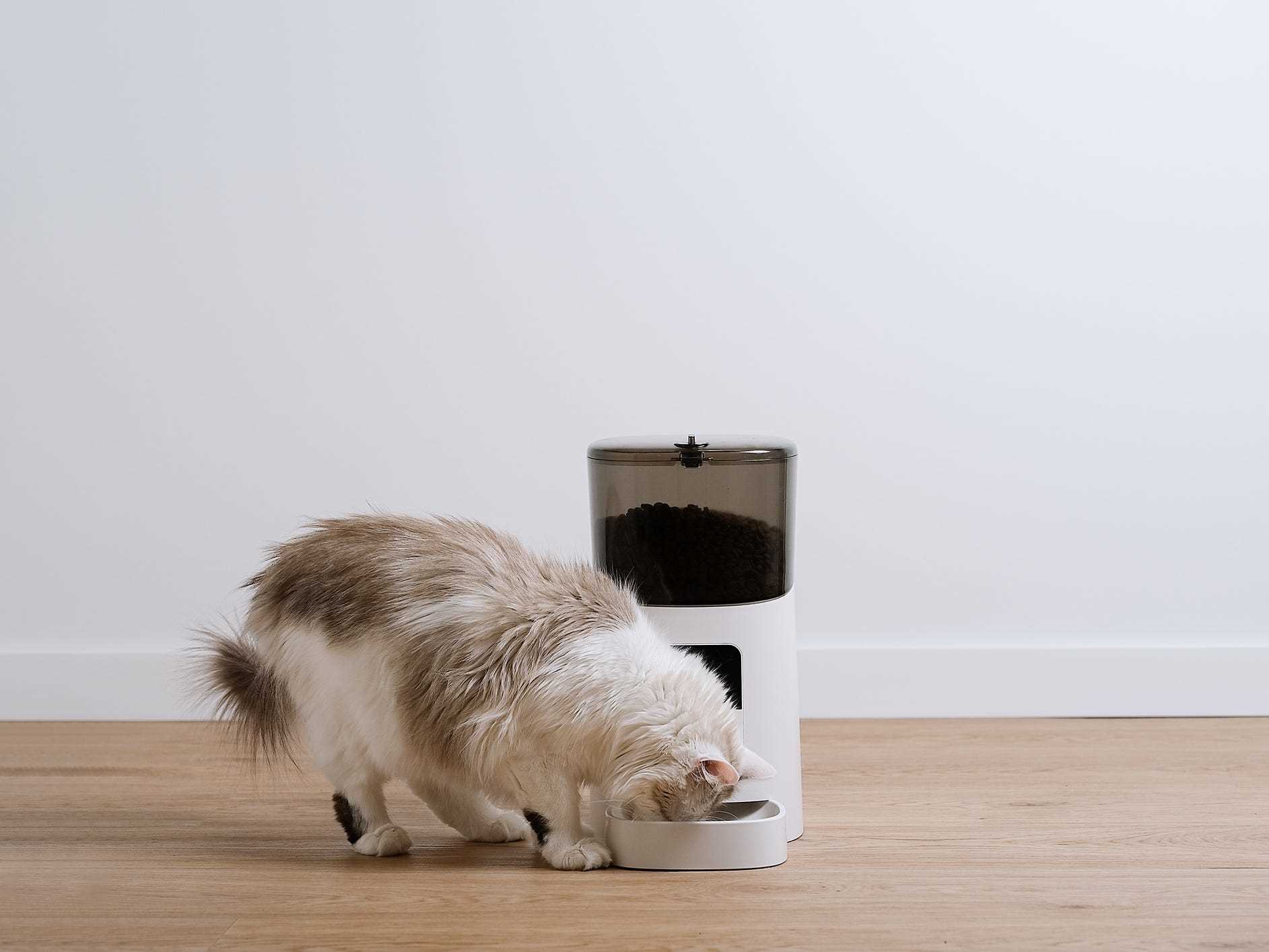 Best automatic cat feeder for two cats