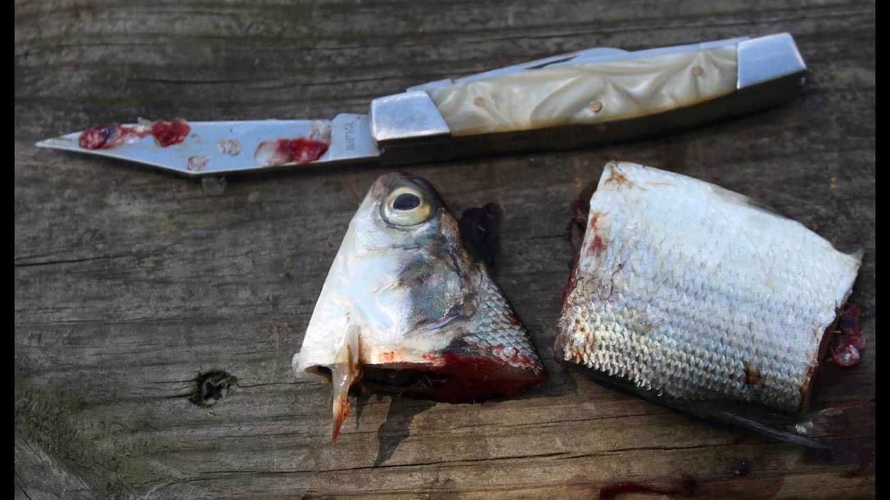 Best bait for channel cats
