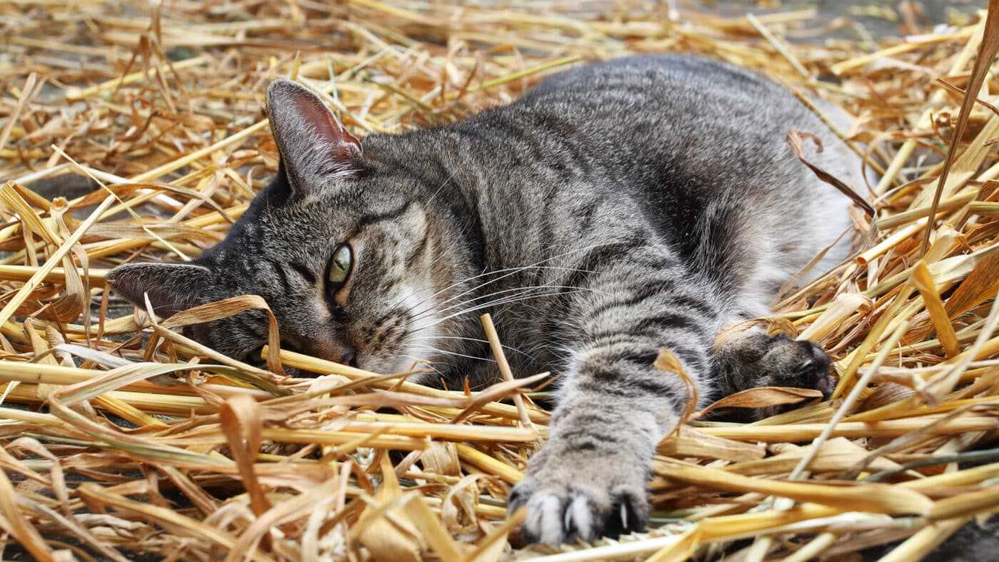 Best bedding for feral cats