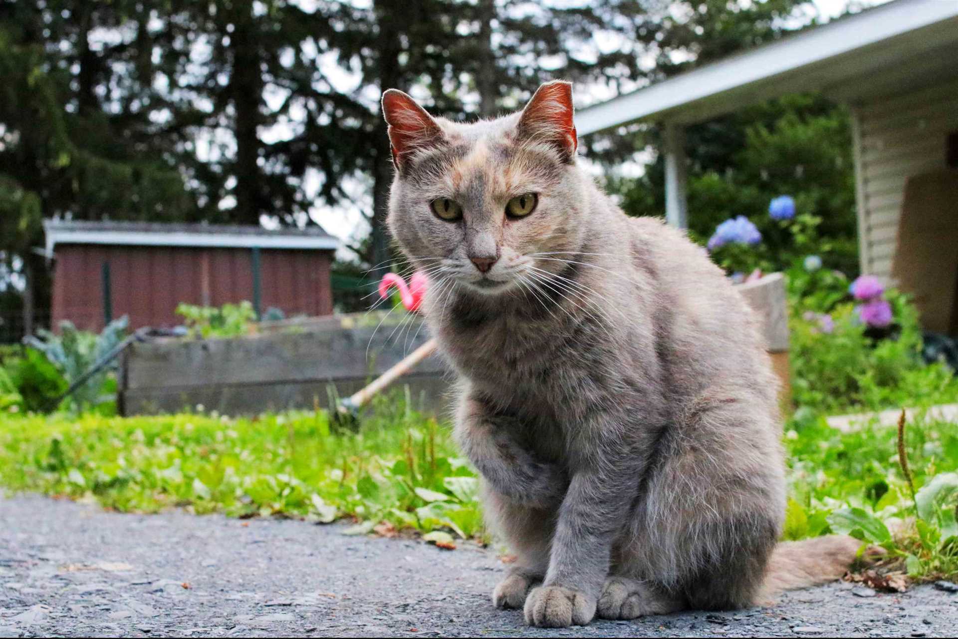 Best bedding for outside cats
