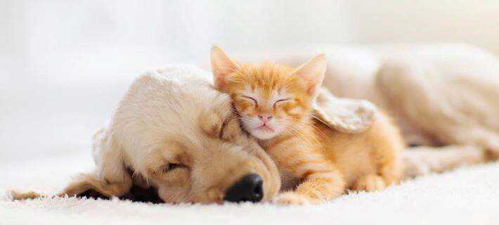 Best big dogs for cats
